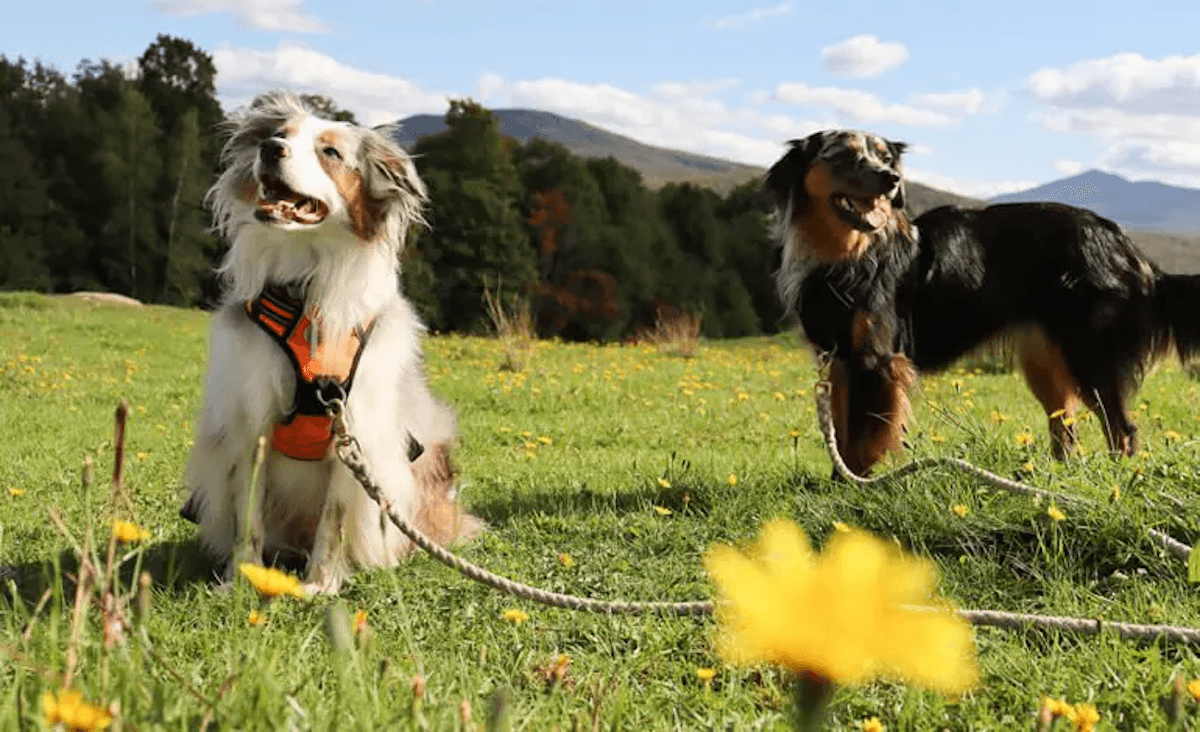 La sicurezza del cane è importante