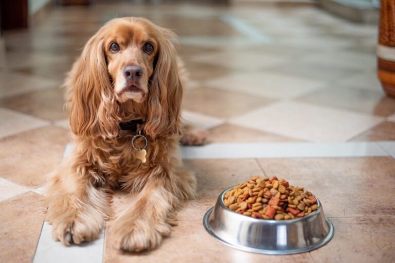 Sai cosa dare al cane oltre le crocchette?