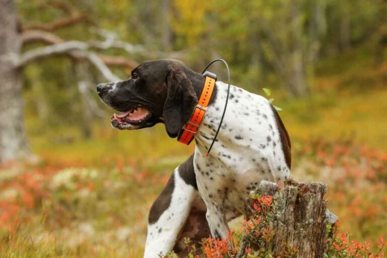 Scopri un gps per cani senza abbonamento