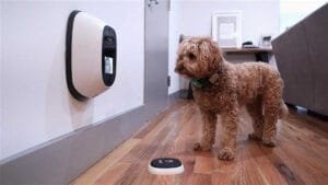 Come usare la tecnologia per cani