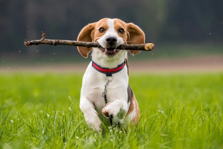 La nuova tecnologia per i cani