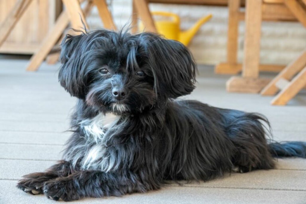 Il cane bolonka zwetna