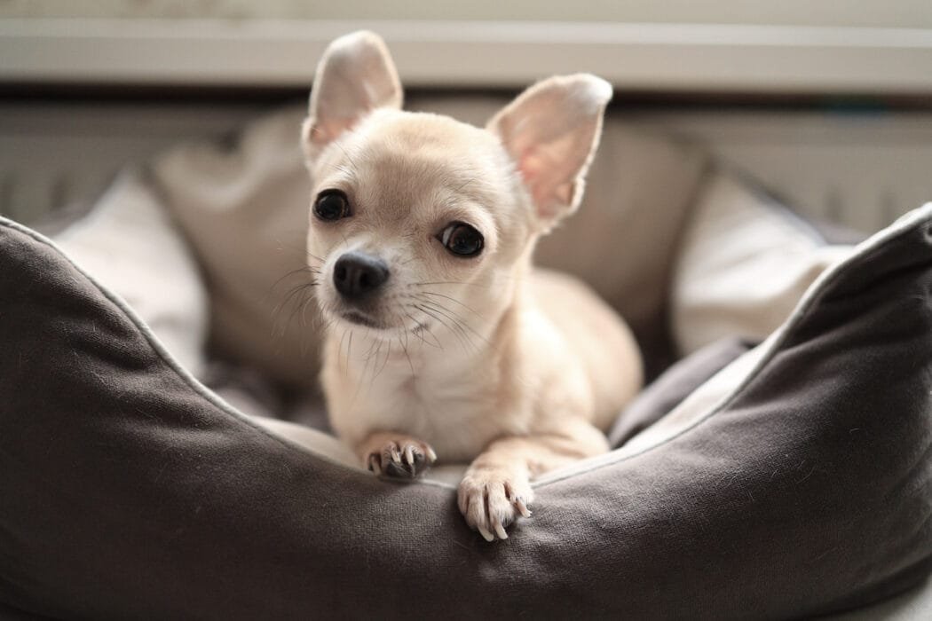 Il cane chihuahua