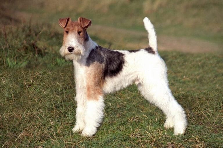 Un cane affettuoso il fox terrier