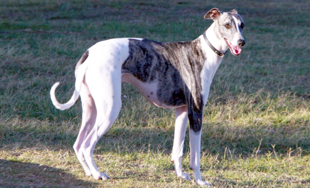 Il cane greyhound