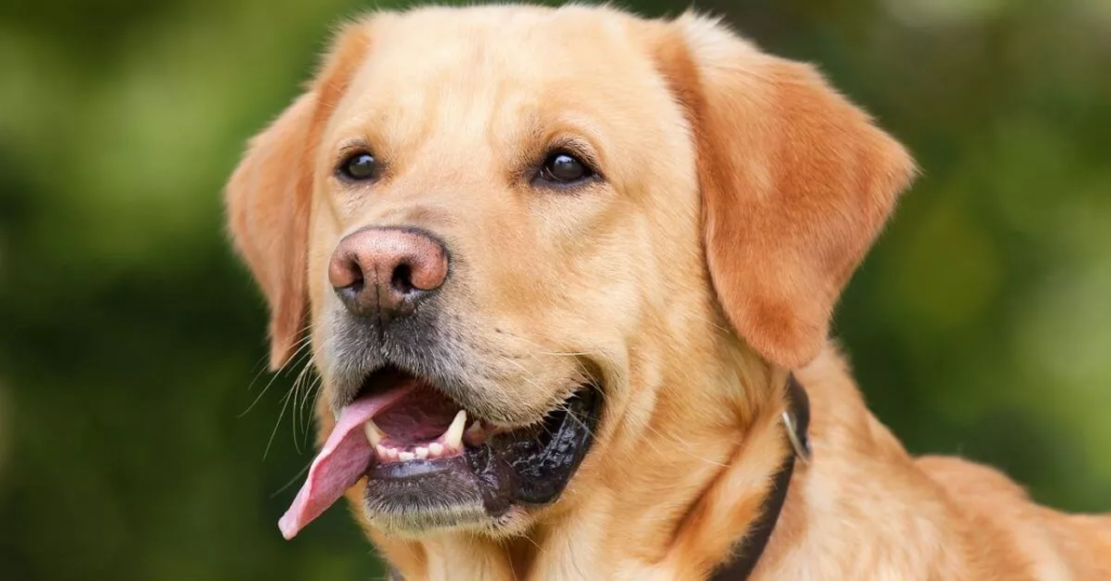 Il cane labrador