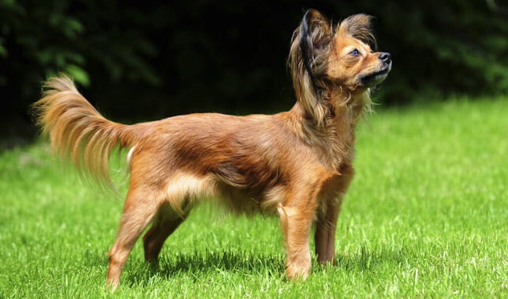 Un cane affettuoso il russian toy