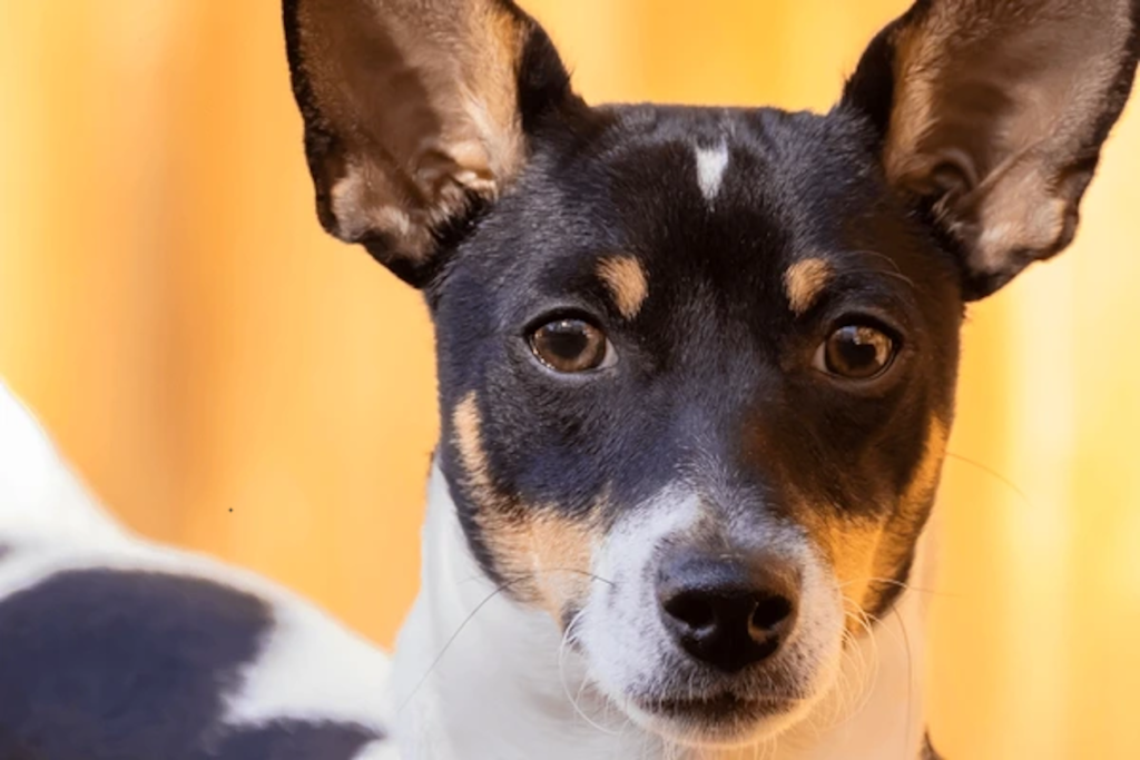 Scopri il toy fox terrier