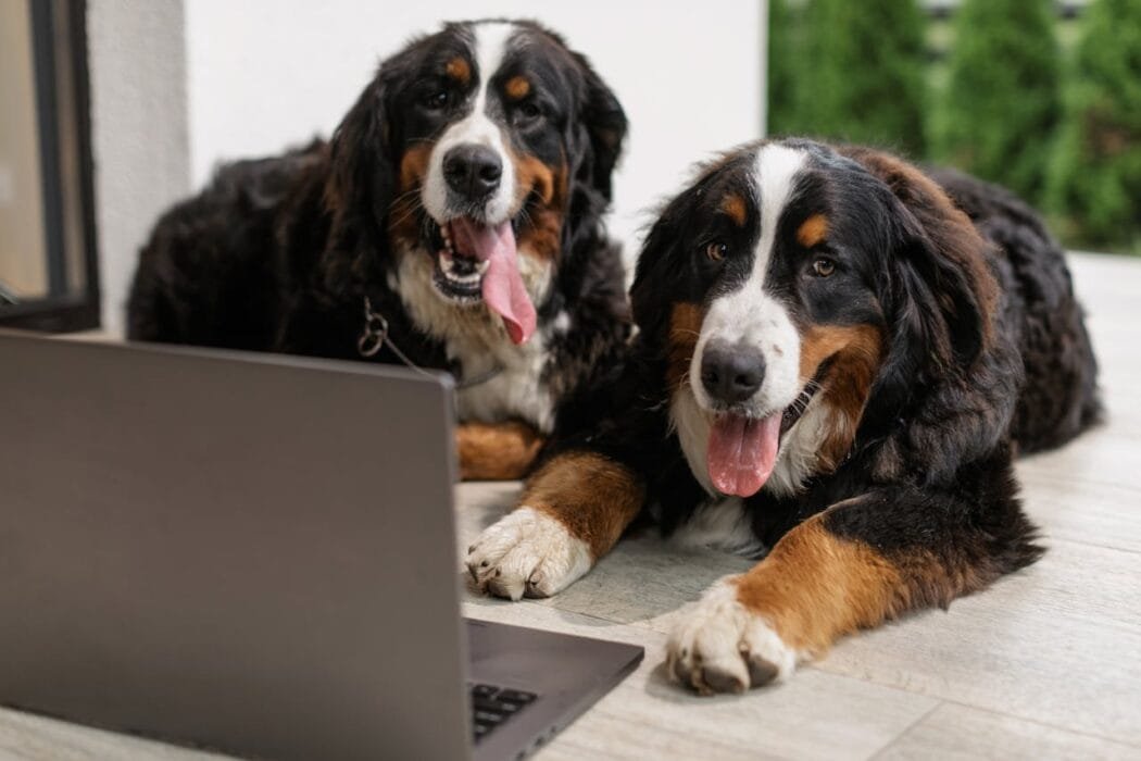 Le migliori crocchette per cani sterilizzati