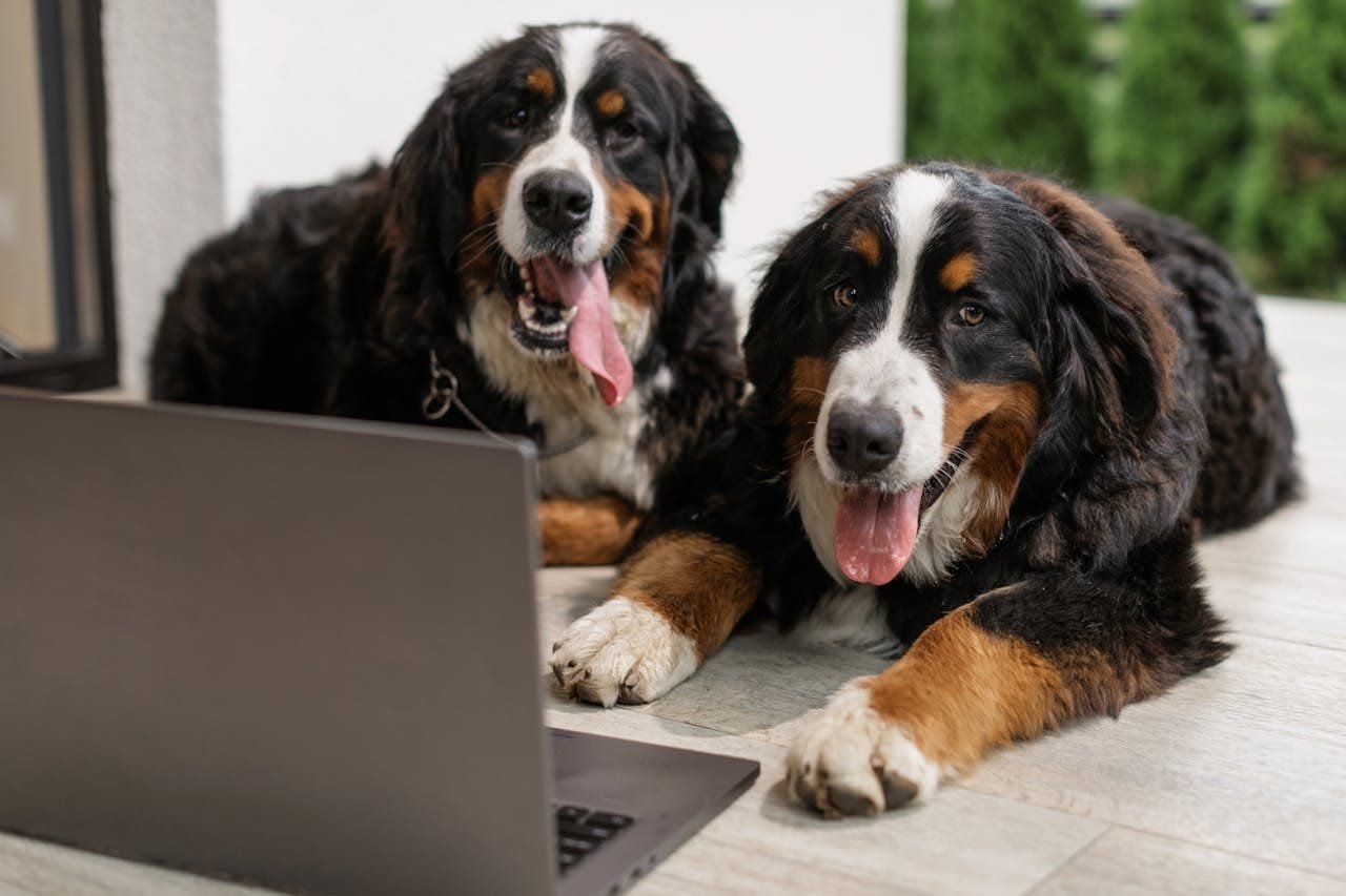 Le migliori crocchette per cani sterilizzati