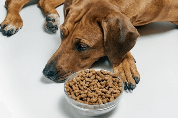 Alla scoperta del miglior cibo per cani