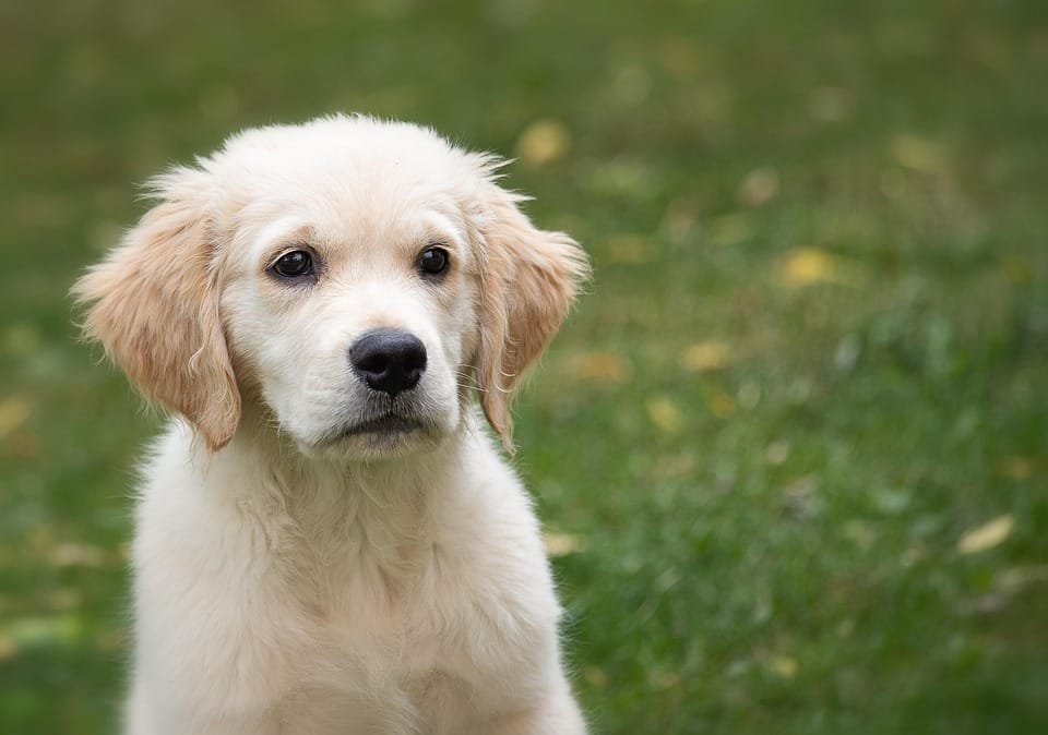 scatolette per cani puppy