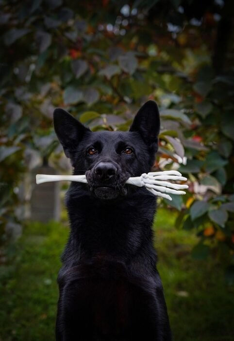 dog food