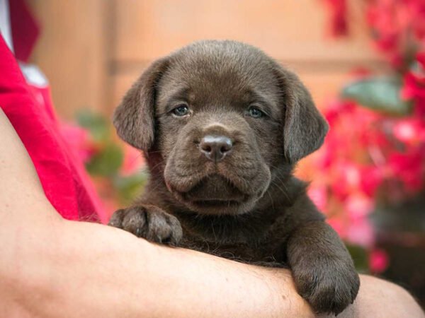 Hai cercato in regalo cuccioli taglia piccolissima