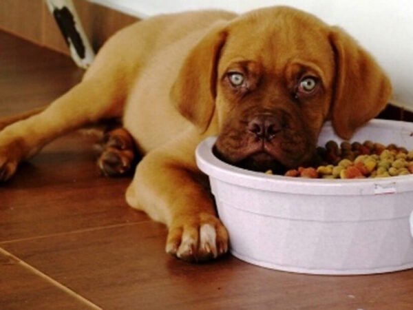 Scopri la lista nera di crocchette per cani